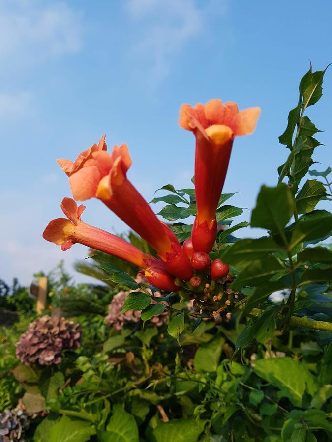 Jeju Eco Suites Сеогвипо Екстериор снимка